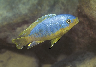 Petrotilapia flaviventris 'Londo Bay'